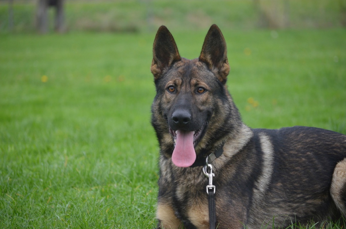 Schäferhund mit Leine blickt aufmerksam in die Kamera auf der Trainingswiese des HSV Reichenbach