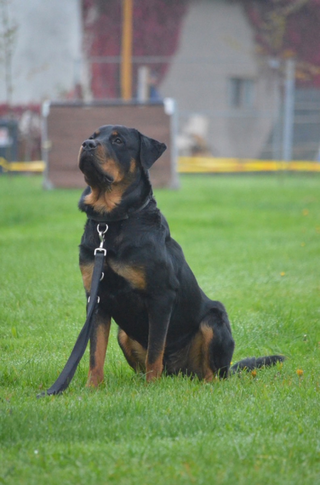 Rottweiler sitzt aufmerksam an der Leine auf der Trainingswiese