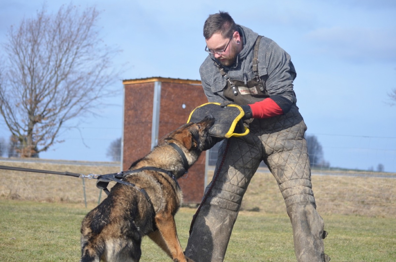 Trainer arbeitet mit einem Schäferhund im Schutzdienst