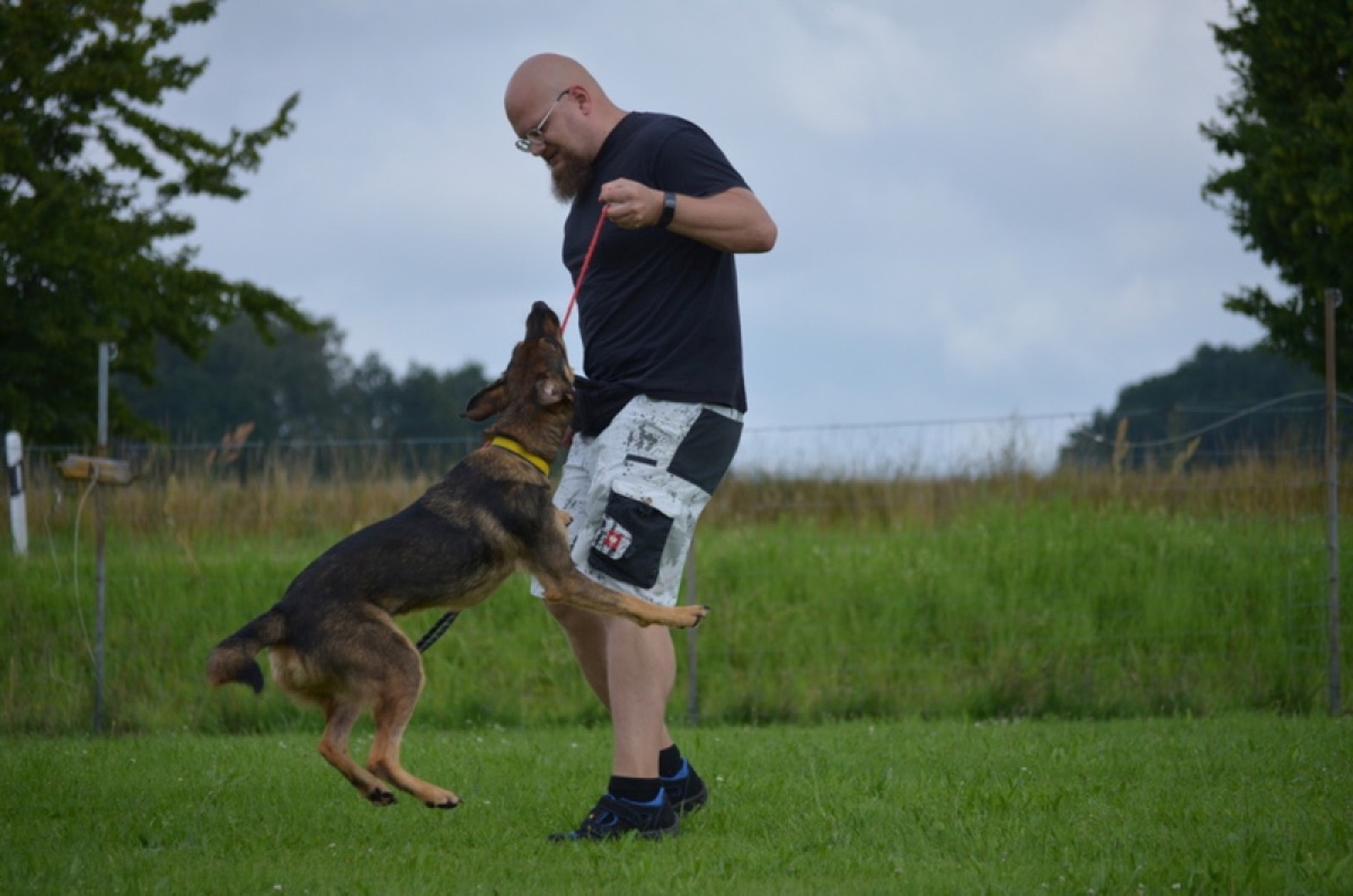 Schäferhund springt verspielt beim Zerrspiel mit seinem Halter