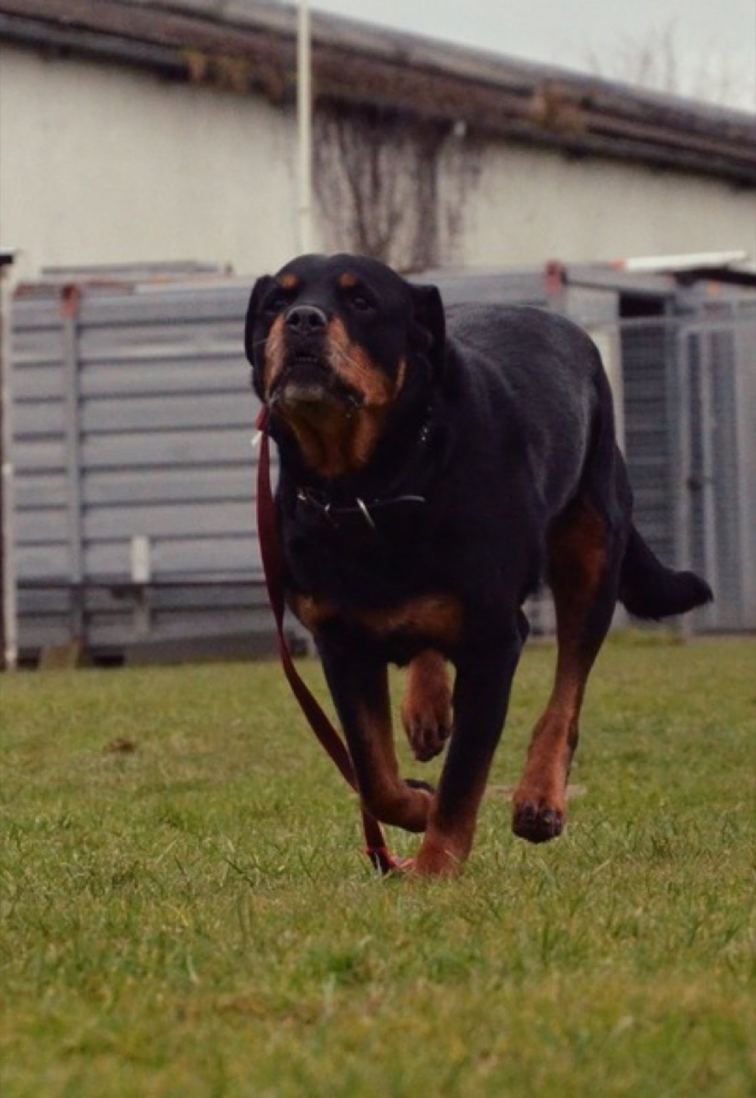 Rottweiler läuft dynamisch über die Trainingswiese