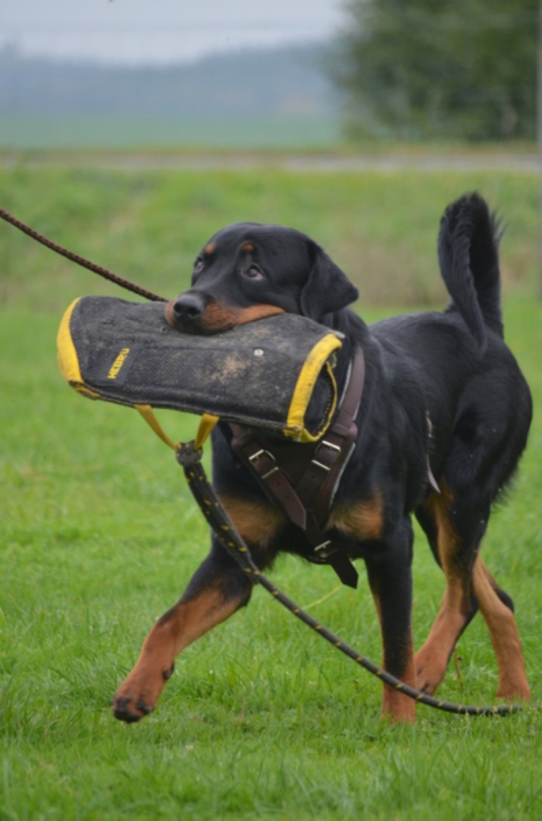 Rottweiler trägt einen Beißwurf beim Apportiertraining