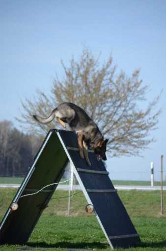 Schäferhund springt bei der Trainingseinheit des HSV Reichenbach über ein Hindernis