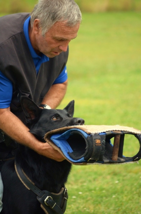 Hund im Schutzdienst-Training beim HSV Reichenbach