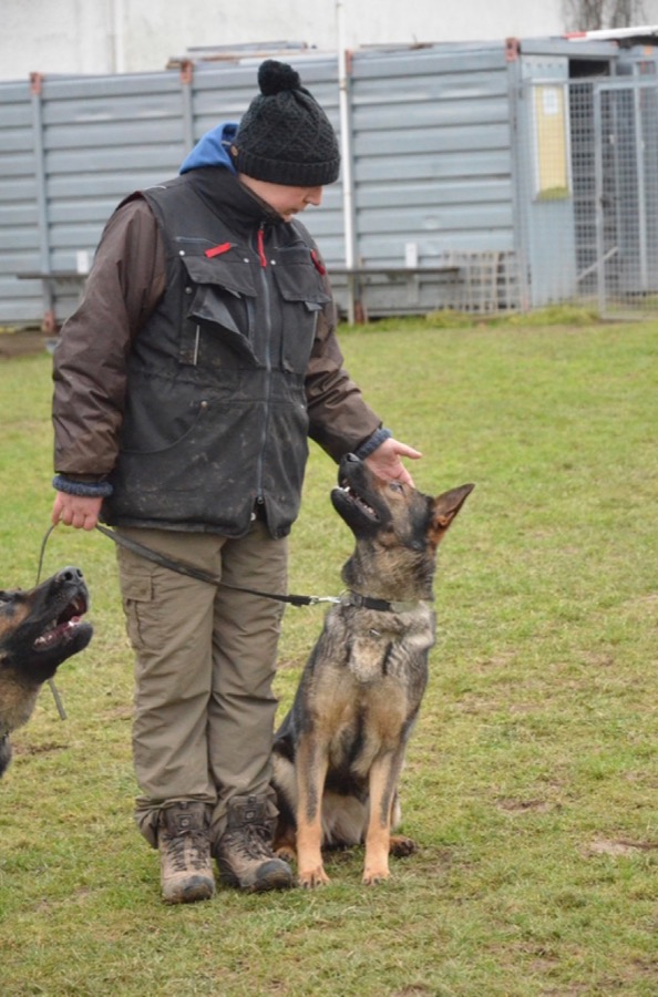 Hund im Unterordnungs-Training beim HSV Reichenbach
