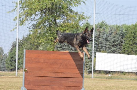Foto 7 von LGA 2015, HSV Reichenbach