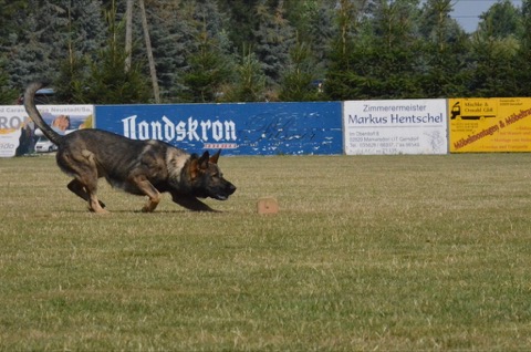 Foto 45 von LGA 2015, HSV Reichenbach