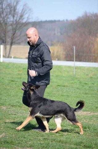Foto 5 von Frühjahrsprüfung 2019, HSV Reichenbach